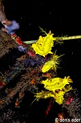 Colochirus-robustus-Komodo Hot rocks-32m-20160804-Denis-ADER-DSC_9643_tn